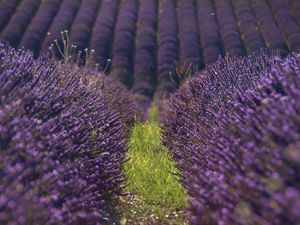 Preview wallpaper lavender, flowers, field, purple