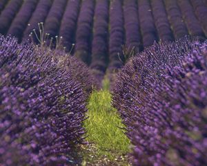 Preview wallpaper lavender, flowers, field, purple