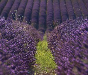 Preview wallpaper lavender, flowers, field, purple