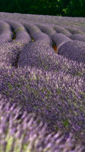 Preview wallpaper lavender, flowers, field