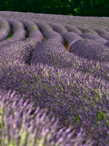 Preview wallpaper lavender, flowers, field