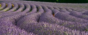 Preview wallpaper lavender, flowers, field