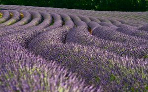 Preview wallpaper lavender, flowers, field