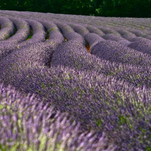 Preview wallpaper lavender, flowers, field