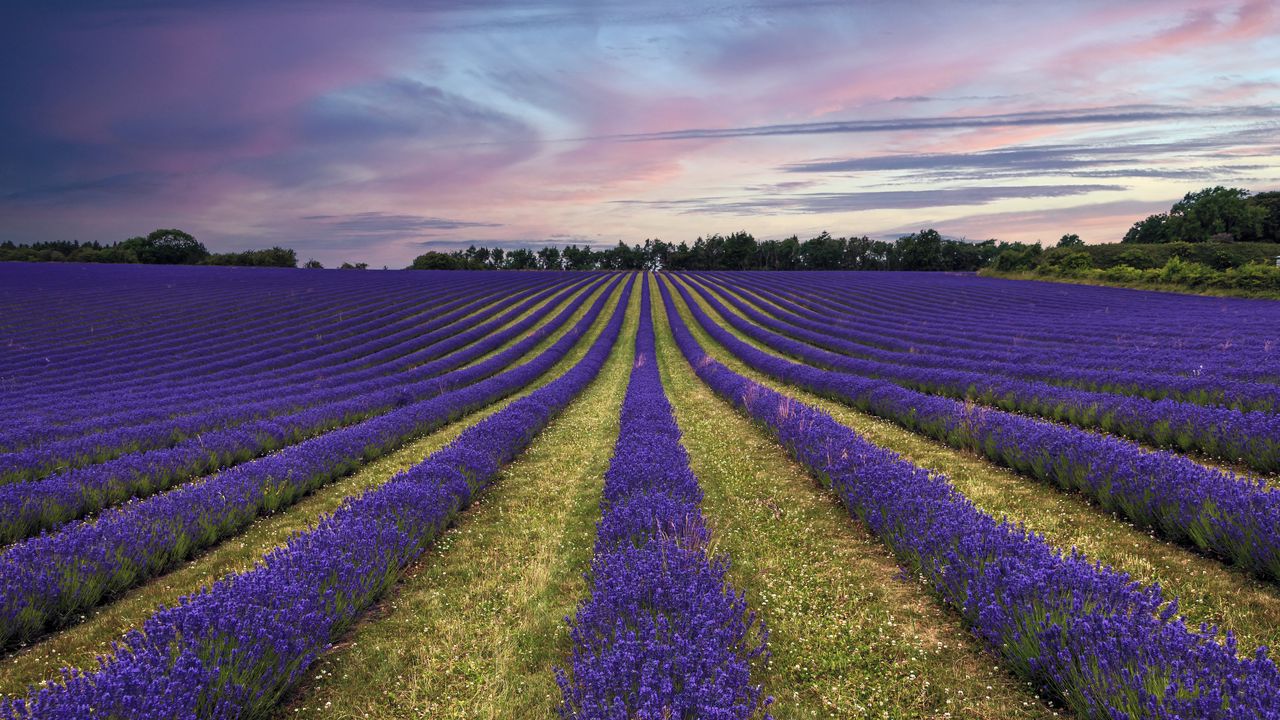 Wallpaper lavender, flowers, field, trees