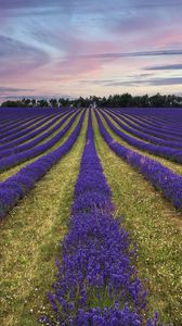 Preview wallpaper lavender, flowers, field, trees
