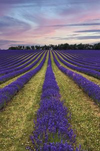Preview wallpaper lavender, flowers, field, trees