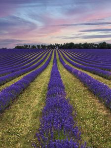 Preview wallpaper lavender, flowers, field, trees