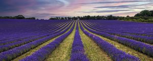 Preview wallpaper lavender, flowers, field, trees