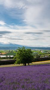 Preview wallpaper lavender, flowers, field, tree, houses