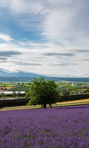 Preview wallpaper lavender, flowers, field, tree, houses