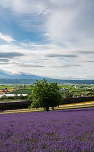 Preview wallpaper lavender, flowers, field, tree, houses