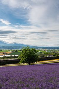 Preview wallpaper lavender, flowers, field, tree, houses