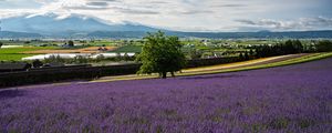 Preview wallpaper lavender, flowers, field, tree, houses