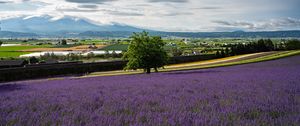Preview wallpaper lavender, flowers, field, tree, houses
