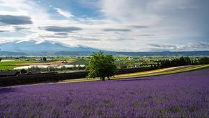 Preview wallpaper lavender, flowers, field, tree, houses