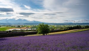 Preview wallpaper lavender, flowers, field, tree, houses