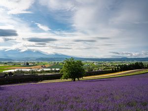 Preview wallpaper lavender, flowers, field, tree, houses