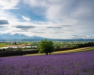 Preview wallpaper lavender, flowers, field, tree, houses