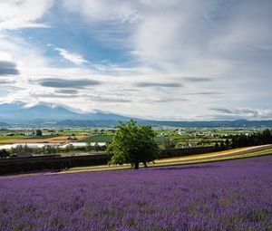 Preview wallpaper lavender, flowers, field, tree, houses