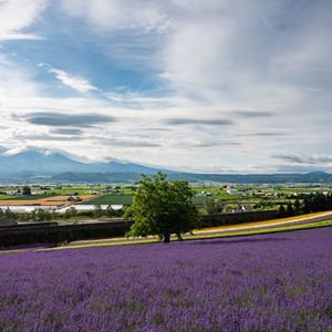 Preview wallpaper lavender, flowers, field, tree, houses