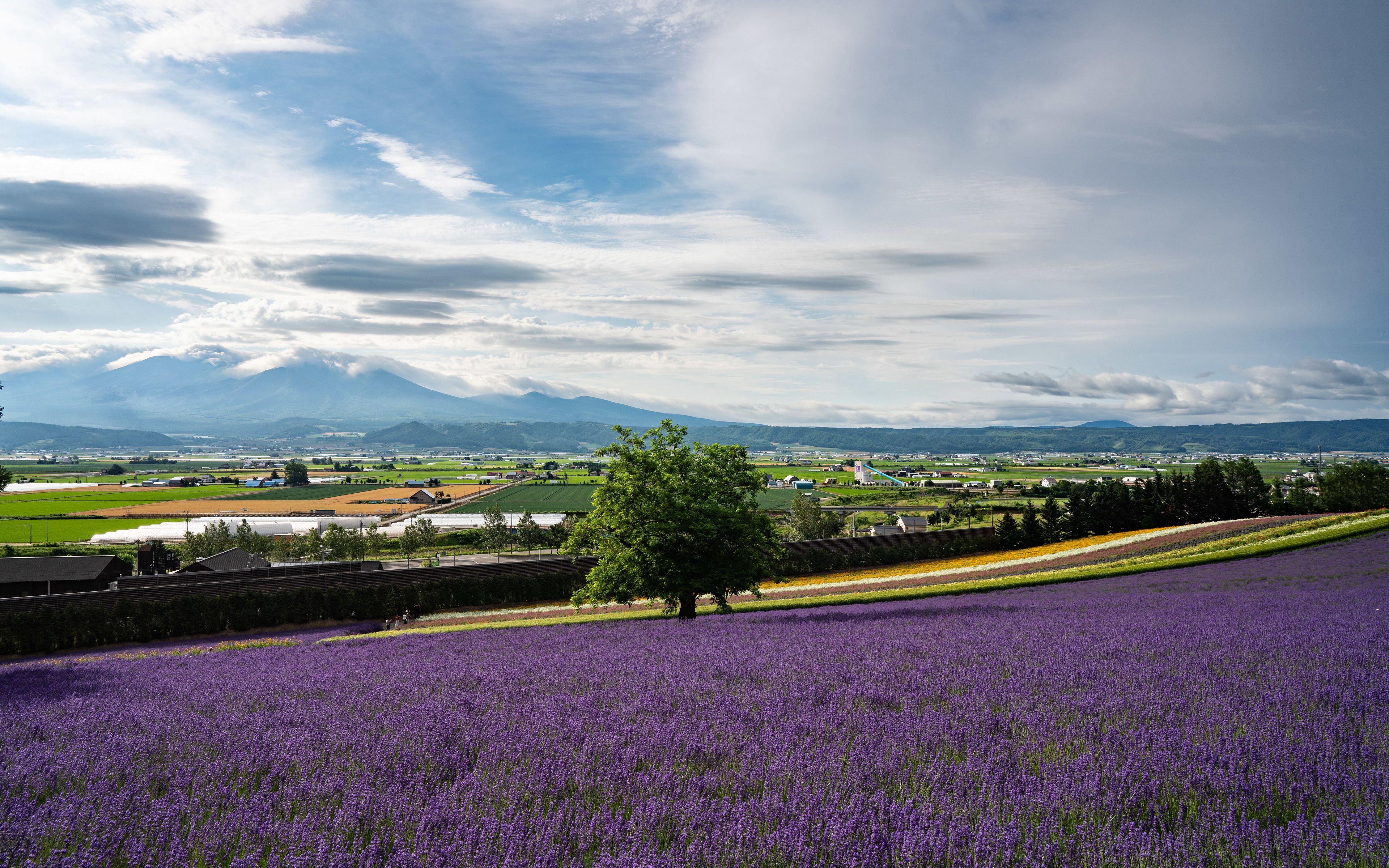 Download wallpaper 3840x2400 lavender, flowers, field, tree, houses 4k