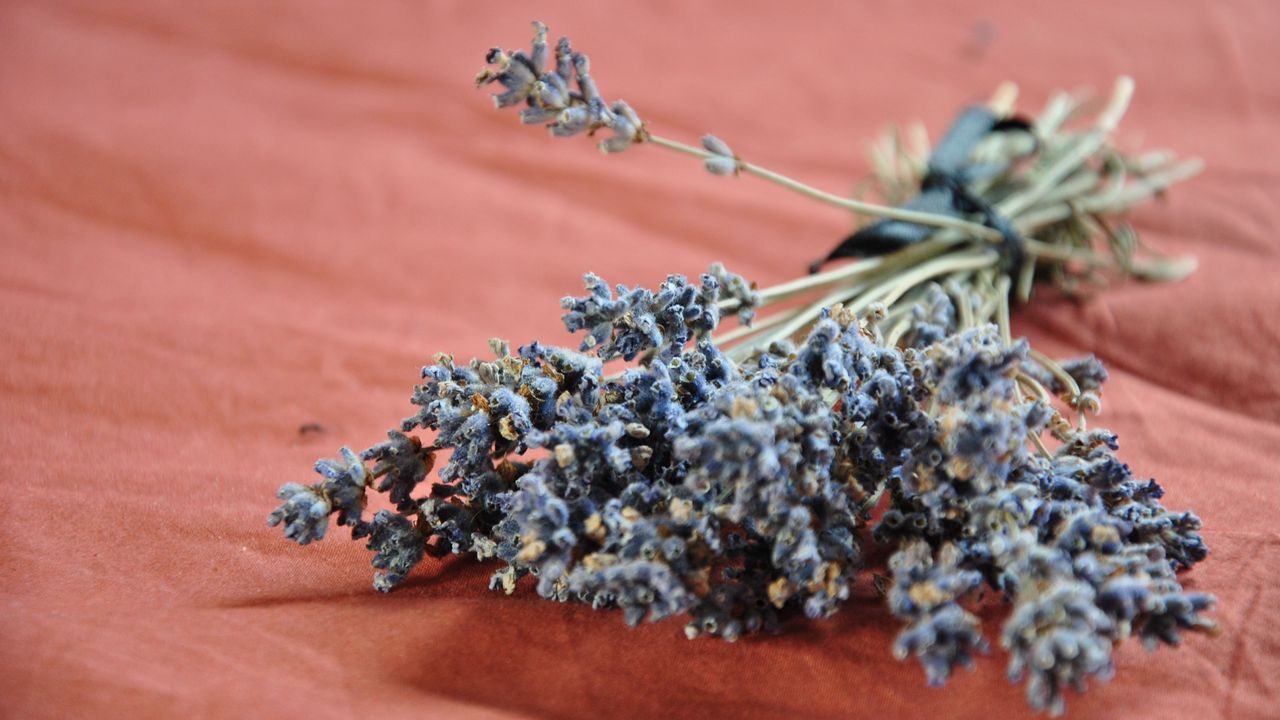 Wallpaper lavender, flowers, flower