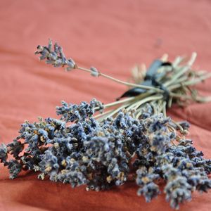 Preview wallpaper lavender, flowers, flower