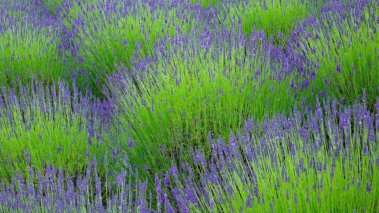 Wallpaper lavender, flowers, herbs, field