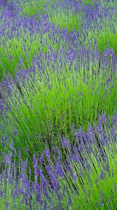 Preview wallpaper lavender, flowers, herbs, field