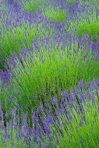 Preview wallpaper lavender, flowers, herbs, field