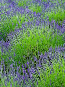 Preview wallpaper lavender, flowers, herbs, field