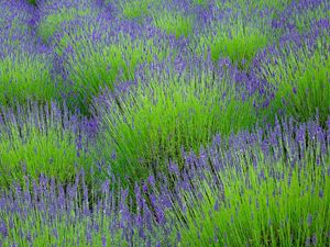 Preview wallpaper lavender, flowers, herbs, field