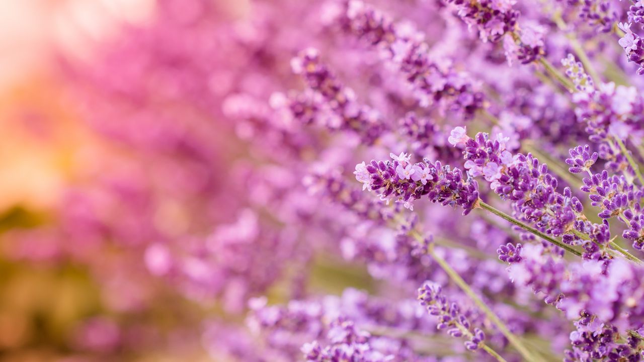 Wallpaper lavender, flowers, inflorescences, blur