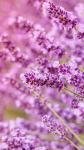 Lavender iphone 8/7/6s/6 for parallax wallpapers hd, desktop backgrounds  938x1668, images and pictures