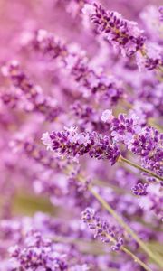Preview wallpaper lavender, flowers, inflorescences, blur