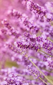 Preview wallpaper lavender, flowers, inflorescences, blur