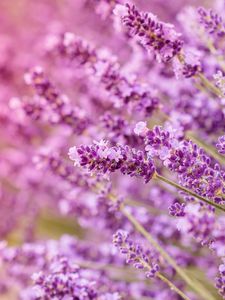 Preview wallpaper lavender, flowers, inflorescences, blur