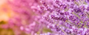 Preview wallpaper lavender, flowers, inflorescences, blur