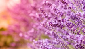 Preview wallpaper lavender, flowers, inflorescences, blur