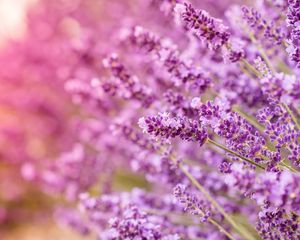 Preview wallpaper lavender, flowers, inflorescences, blur