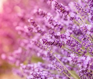 Preview wallpaper lavender, flowers, inflorescences, blur