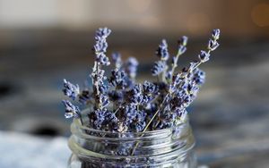 Preview wallpaper lavender, flowers, jar, dry