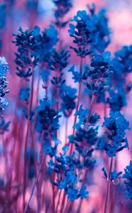 Preview wallpaper lavender, flowers, macro, stems