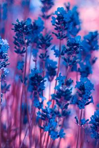 Preview wallpaper lavender, flowers, macro, stems