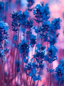 Preview wallpaper lavender, flowers, macro, stems