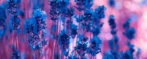 Preview wallpaper lavender, flowers, macro, stems