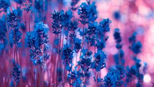 Preview wallpaper lavender, flowers, macro, stems