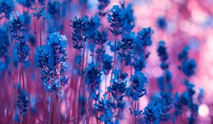 Preview wallpaper lavender, flowers, macro, stems