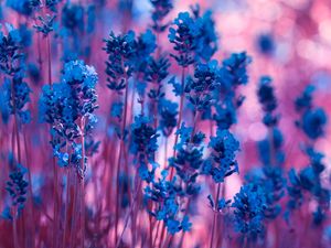 Preview wallpaper lavender, flowers, macro, stems